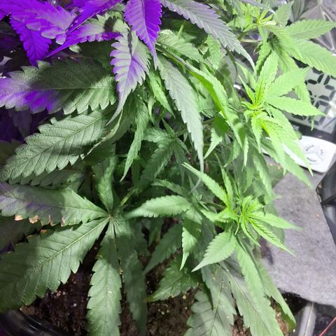Genética desconhecida growlog timeline photo