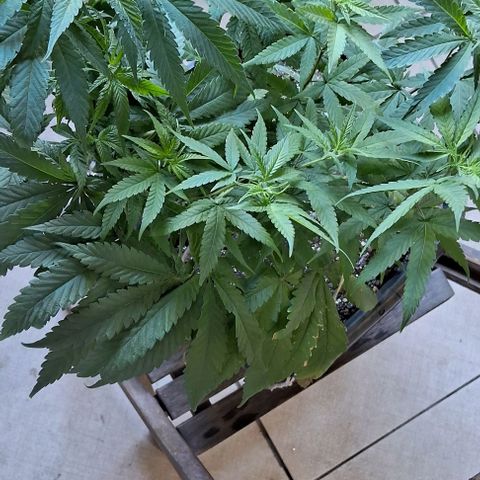 Genética desconhecida growlog photo: Falta 1 dia para entrar na Floração, realizei o processo de desfilarão e estou usando LST para aumentar os rendimentos
