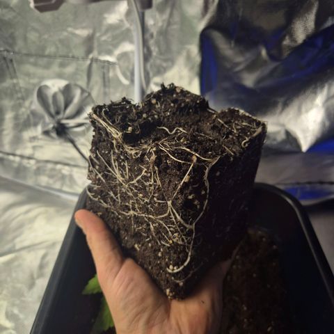 Emma - Unbekannter Photo Strain growlog photo: Umtopfen 2 von 3 Sunset Sherbet Jelly Seeds von 2.5L Kunstoff in 18L Kunstoff nach 3ter Nodie
