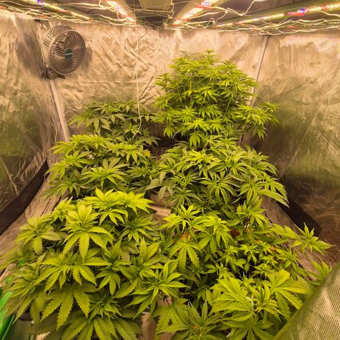Emma - Unbekannter Photo Strain growlog photo: Li