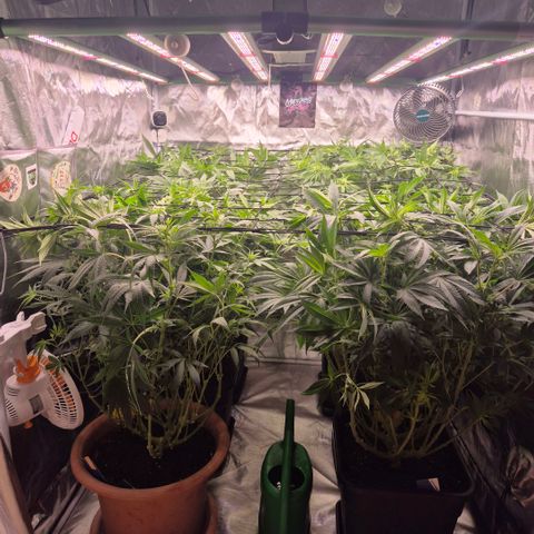 Emma - Unbekannter Photo Strain growlog photo: BT2
