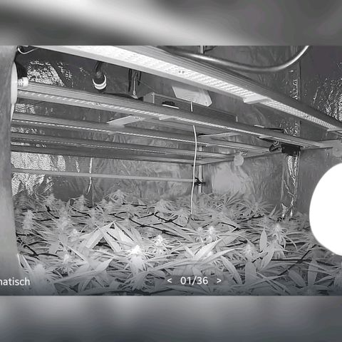 Emma - Unbekannter Photo Strain growlog photo: Dunkelphase Tapocam