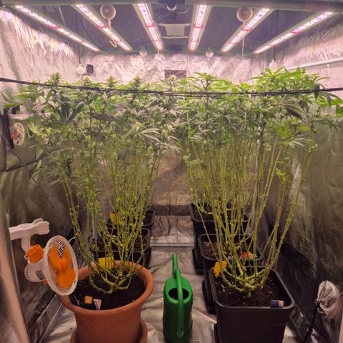 Emma - Unbekannter Photo Strain growlog photo: Nach Lollipopping 