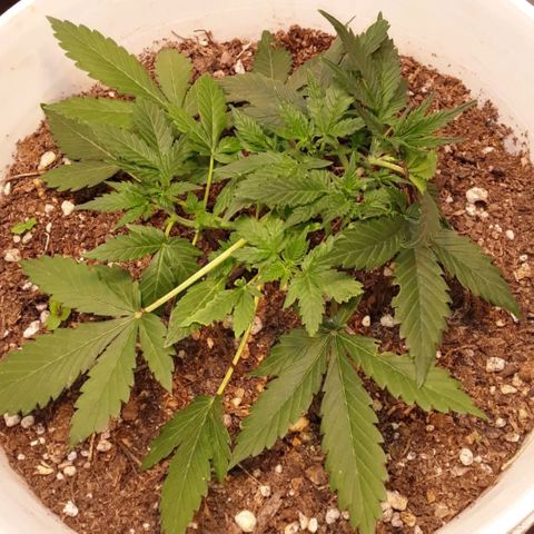 Bazooka growlog timeline photo