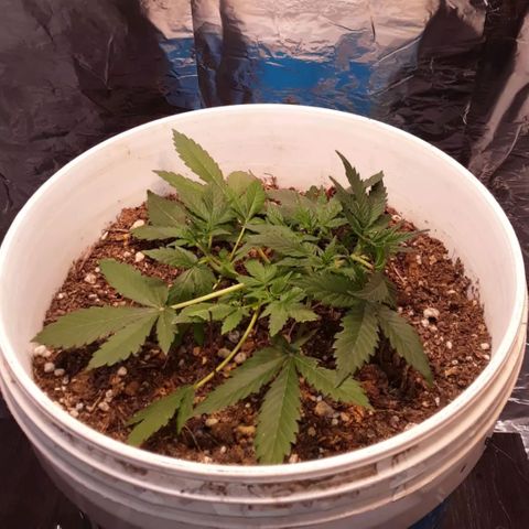 Bazooka growlog timeline photo