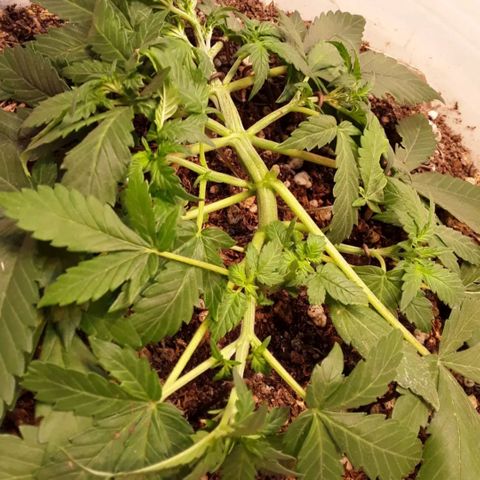 Bazooka growlog photo: Detalles
