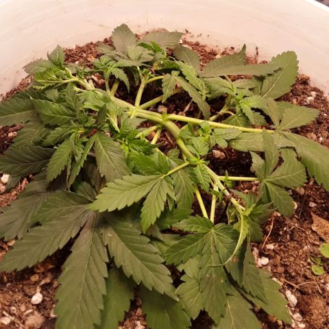 Bazooka growlog photo: Detalles