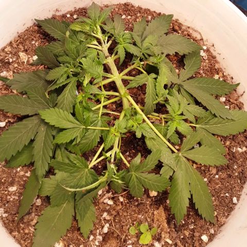 Bazooka growlog photo: Detalles