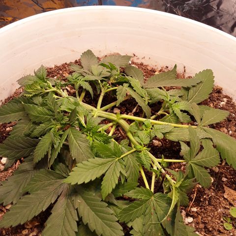 Bazooka growlog photo: Detalles