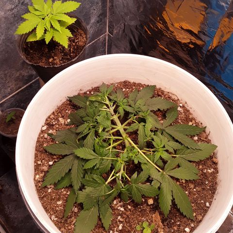 Bazooka growlog photo: Detalles