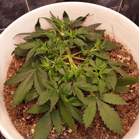 Bazooka growlog photo: Aparecen pistilos