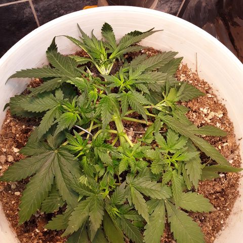 Bazooka growlog photo: Aparecen pistilos