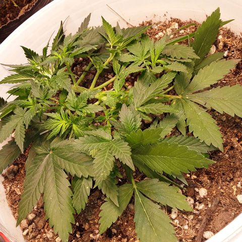 Bazooka growlog photo: Aparecen pistilos