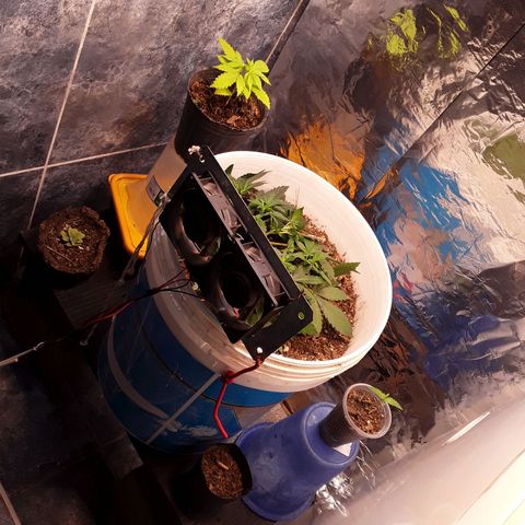 Bazooka growlog photo: Aparecen pistilos