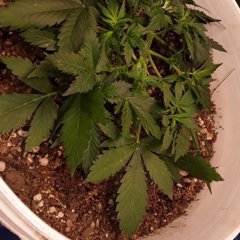 Bazooka growlog photo: Aparecen pistilos