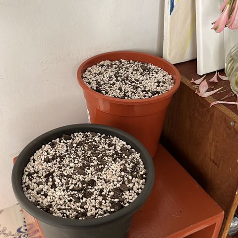 Prensadinho do Bérin 2 e 3 growlog photo: Entrada para o berço de germinação e preparação do solo 50% perlita, 50% substrato de orquídeas, 10mg Compo Turbo Radici - Raíces.