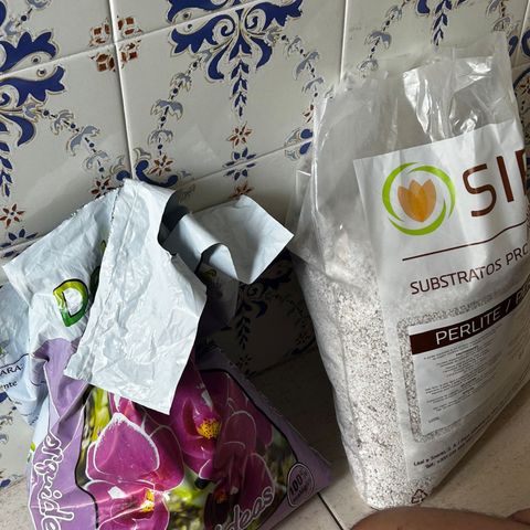 Prensadinho do Bérin 2 e 3 growlog photo: Entrada para o berço de germinação e preparação do solo 50% perlita, 50% substrato de orquídeas, 10mg Compo Turbo Radici - Raíces.