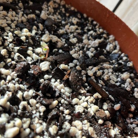 Prensadinho do Bérin 2 e 3 growlog photo: Regada com pulverizador.