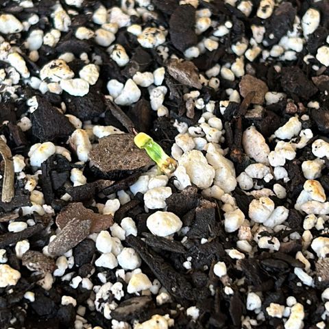 Prensadinho do Bérin 2 e 3 growlog timeline photo