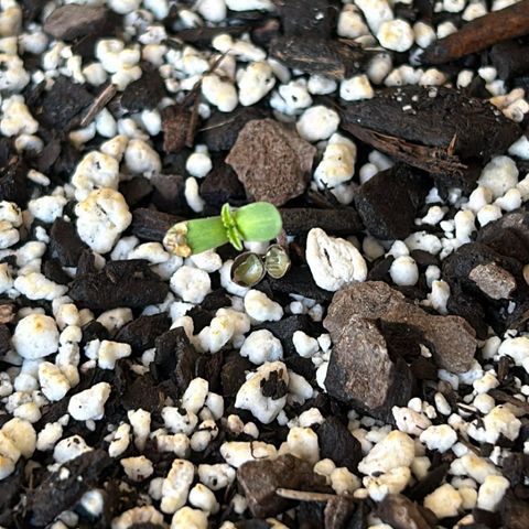 Prensadinho do Bérin 2 e 3 growlog timeline photo