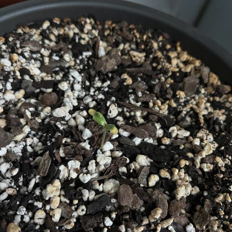 Prensadinho do Bérin 2 e 3 growlog photo: Regada via submersão com 7ml de Compo Fertilizante Plantas Verdes por 1L de água.