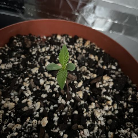 Prensadinho do Bérin 2 e 3 growlog photo: Regada via submersão com 7ml de Compo Fertilizante Plantas Verdes por 1L de água.