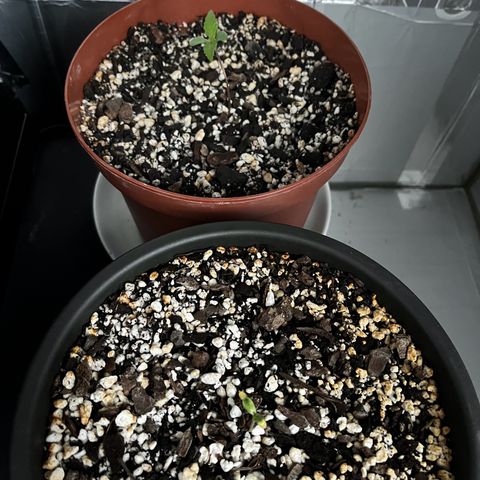 Prensadinho do Bérin 2 e 3 growlog photo: Regada via submersão com 7ml de Compo Fertilizante Plantas Verdes por 1L de água.