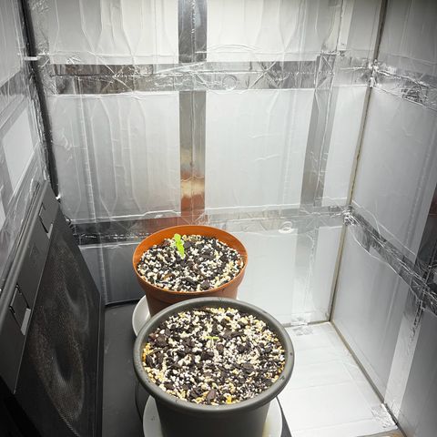 Prensadinho do Bérin 2 e 3 growlog timeline photo