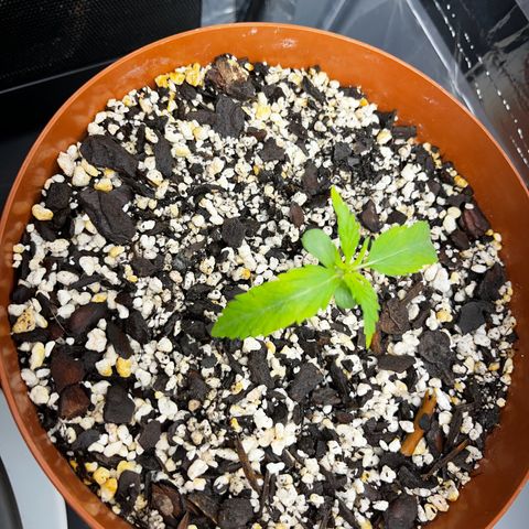 Prensadinho do Bérin 2 e 3 growlog timeline photo