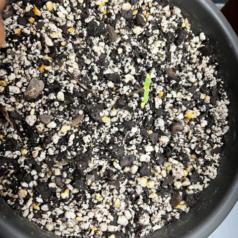 Prensadinho do Bérin 2 e 3 growlog timeline photo