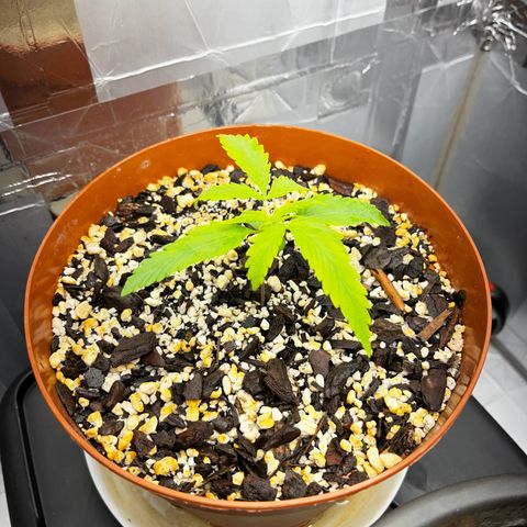 Prensadinho do Bérin 2 e 3 growlog photo: Regada via submersão com 7ml de Compo Fertilizante Plantas Verdes por 1L de água.