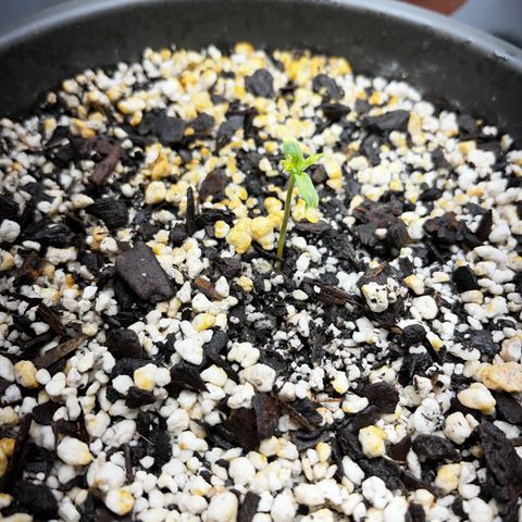 Prensadinho do Bérin 2 e 3 growlog photo: Regada via submersão com 7ml de Compo Fertilizante Plantas Verdes por 1L de água.