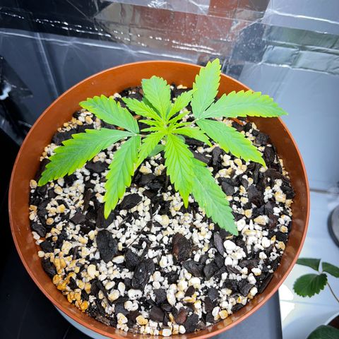 Prensadinho do Bérin 2 e 3 growlog timeline photo