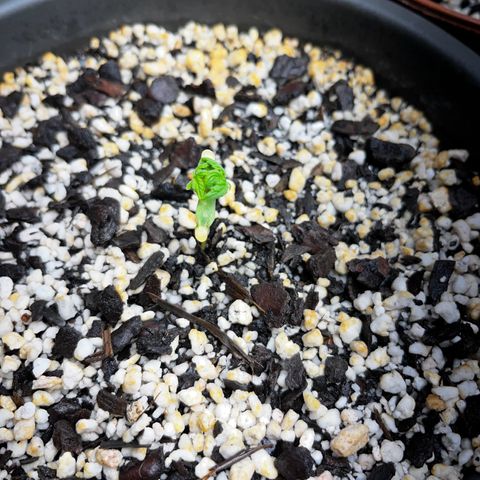Prensadinho do Bérin 2 e 3 growlog timeline photo