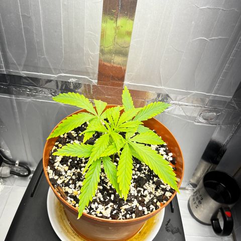 Prensadinho do Bérin 2 e 3 growlog timeline photo