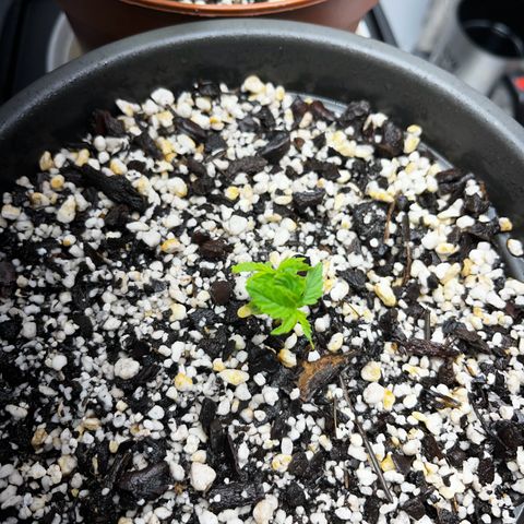 Prensadinho do Bérin 2 e 3 growlog timeline photo