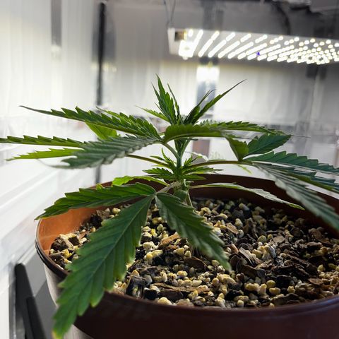 Prensadinho do Bérin 2 e 3 growlog photo: Regada via submersão com 7ml de Compo Fertilizante Plantas Verdes por 1L  de água + 5 cascas de banana decompostas na água.