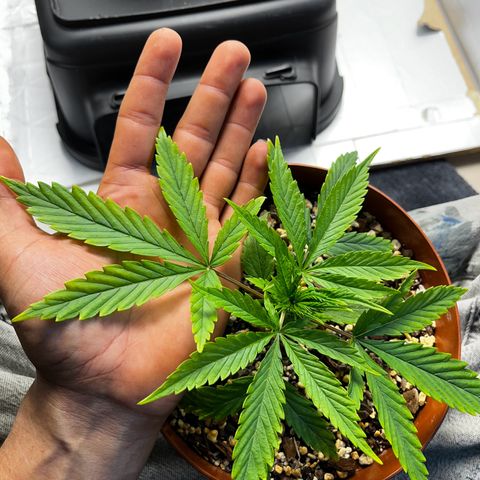 Prensadinho do Bérin 2 e 3 growlog photo: Regada via submersão com 7ml de Compo Fertilizante Plantas Verdes por 1L  de água + 5 cascas de banana decompostas na água.