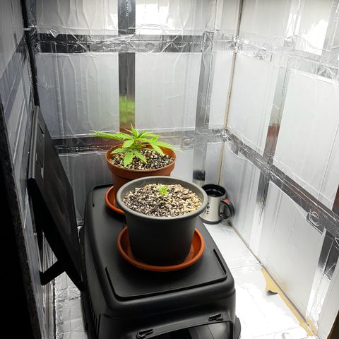Prensadinho do Bérin 2 e 3 growlog photo: Regada via submersão com 7ml de Compo Fertilizante Plantas Verdes por 1L  de água + 5 cascas de banana decompostas na água.