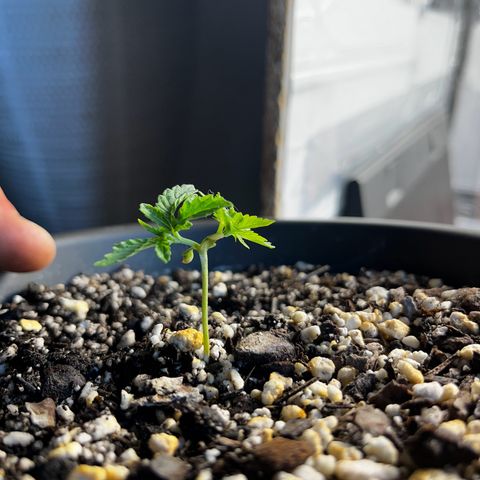 Prensadinho do Bérin 2 e 3 growlog photo: Regada via submersão com 7ml de Compo Fertilizante Plantas Verdes por 1L  de água + 5 cascas de banana decompostas na água.