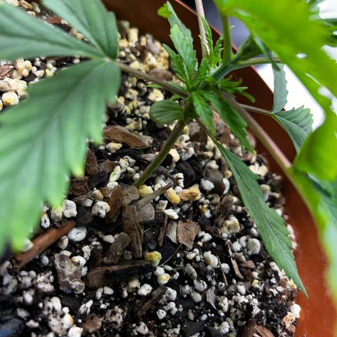 Prensadinho do Bérin 2 e 3 growlog photo: Regada via submersão com 7ml de Compo Fertilizante Plantas Verdes por 1L  de água + 5 cascas de banana decompostas na água.
