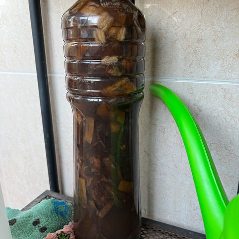 Prensadinho do Bérin 2 e 3 growlog photo: Regada via submersão com 7ml de Compo Fertilizante Plantas Verdes por 1L  de água + 5 cascas de banana decompostas na água.