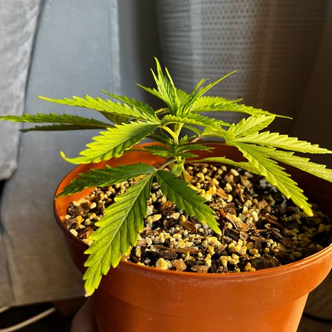 Prensadinho do Bérin 2 e 3 growlog photo: Regada via submersão com 7ml de Compo Fertilizante Plantas Verdes por 1L  de água + 5 cascas de banana decompostas na água.