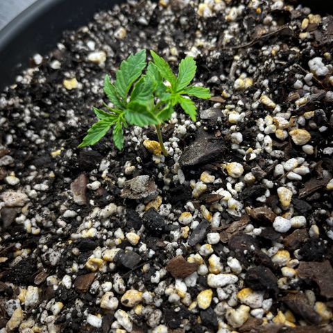 Prensadinho do Bérin 2 e 3 growlog photo: Regada via submersão com 7ml de Compo Fertilizante Plantas Verdes por 1L  de água + 5 cascas de banana decompostas na água.
