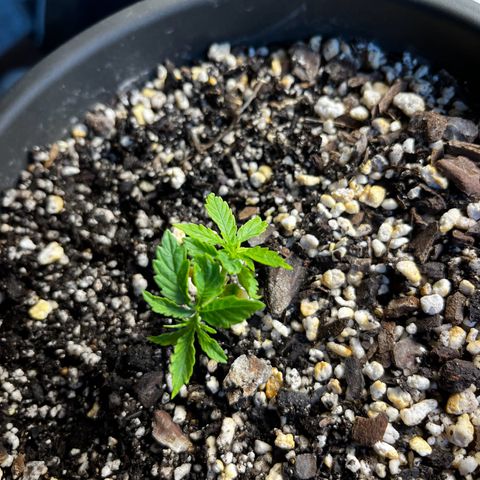 Prensadinho do Bérin 2 e 3 growlog photo: Regada via submersão com 7ml de Compo Fertilizante Plantas Verdes por 1L  de água + 5 cascas de banana decompostas na água.