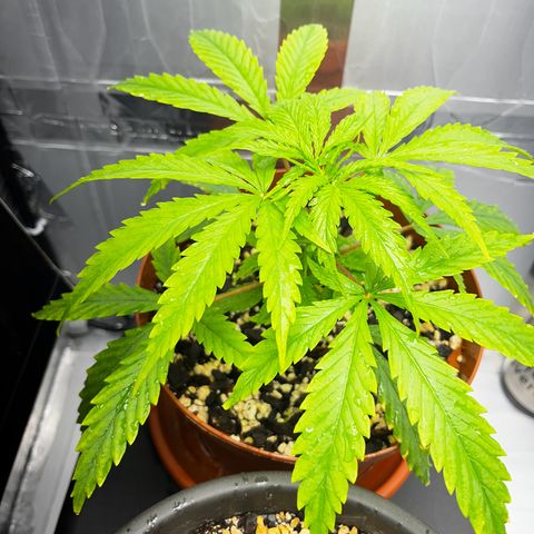 Prensadinho do Bérin 2 e 3 growlog photo: Regadas via pulverizador com água filtrada.