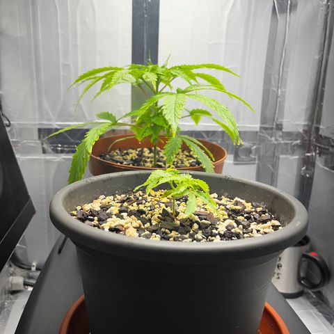 Prensadinho do Bérin 2 e 3 growlog photo: Regadas via pulverizador com água filtrada.