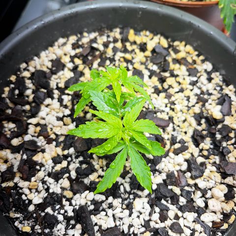 Prensadinho do Bérin 2 e 3 growlog photo: Regadas via pulverizador com água filtrada.