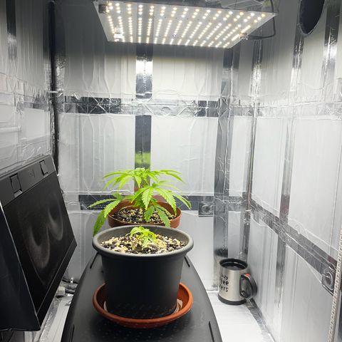 Prensadinho do Bérin 2 e 3 growlog photo: Regadas via pulverizador com água filtrada.