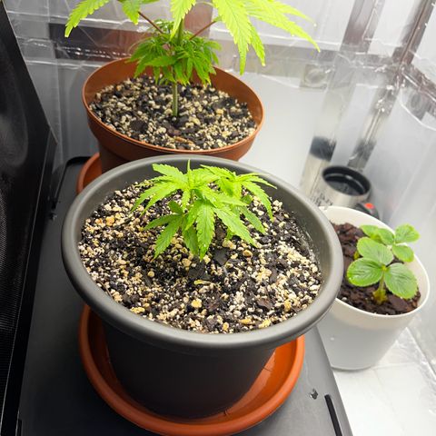 Prensadinho do Bérin 2 e 3 growlog photo: Foi podado as folhas primárias e também o topo.